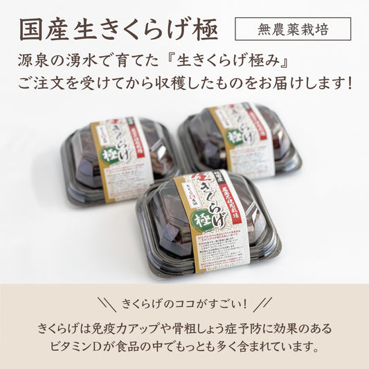 生きくらげ『極み』3個セット