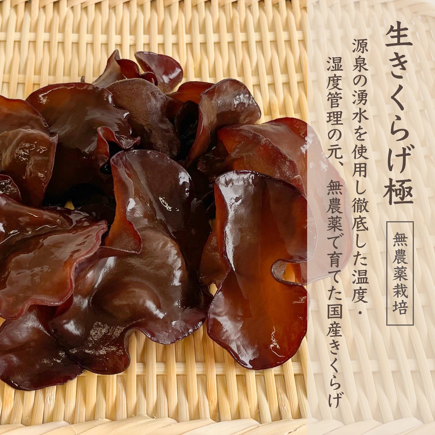 生きくらげ『極み』3個セット